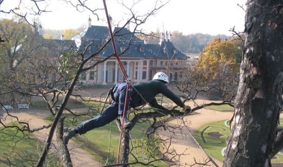 Baumpflege in Dresden